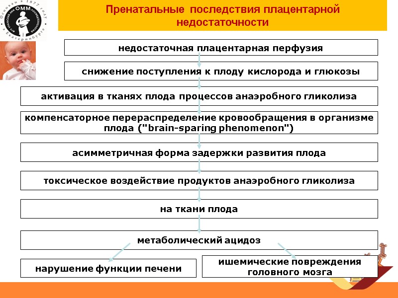 недостаточная плацентарная перфузия снижение поступления к плоду кислорода и глюкозы активация в тканях плода